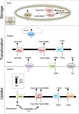 Genetic Biofortification to Enrich Rice and Wheat Grain Iron: From Genes to Product